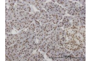 Immunoperoxidase of monoclonal antibody to HMX2 on formalin-fixed paraffin-embedded human pancreas. (HMX2 antibody  (AA 125-224))