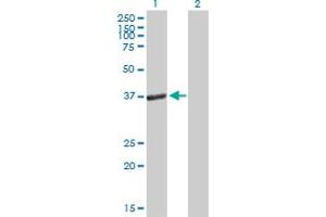 Western Blot analysis of PEX19 expression in transfected 293T cell line by PEX19 MaxPab polyclonal antibody. (PEX19 antibody  (AA 1-299))