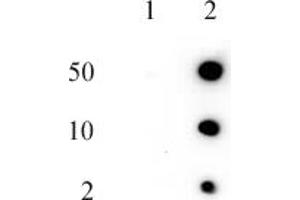 Histone H2AQ104me1 (pAb) tested by dot blot analysis. (Histone H2A antibody  (meGln104))