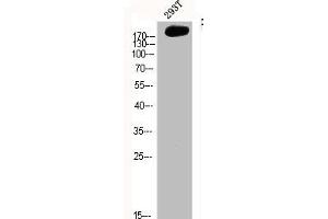 Western Blot analysis of 293T cells using FN1 Polyclonal Antibody (Fibronectin 1 antibody  (C-Term))