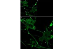 Unlabeled Hm1a successfully blocks Hm1a-ATTO Fluor-647N binding. (Hm1a Toxin Peptide)