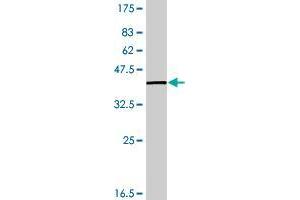 C12orf57 antibody  (AA 1-126)