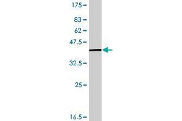 C12orf57 antibody  (AA 1-126)