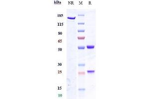 Anti-CSF3 / G-CSF Reference Antibody (CSL324) on SDS-PAGE under reducing (R) condition.