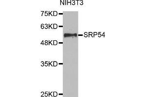 Western blot analysis of extracts of NIH3T3 cell lines, using SRP54 antibody. (SRP54 antibody  (AA 196-455))