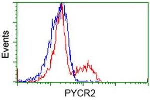 HEK293T cells transfected with either RC204525 overexpress plasmid (Red) or empty vector control plasmid (Blue) were immunostained by anti-PYCR2 antibody (ABIN2453560), and then analyzed by flow cytometry. (PYCR2 antibody)