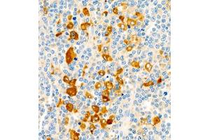 Immunohistochemistry of paraffin embedded human lymph node using CD30 (ABIN7076073) at dilution of 1:600 (400x lens) (TNFRSF8 antibody)