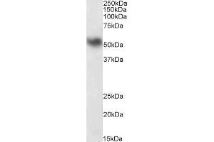 ABIN571130 (0. (LSP1 antibody  (C-Term))