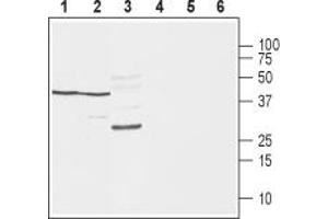 Western blot analysis of rat brain (lanes 1 and 4), mouse brain (lanes 2 and 5) and rat skeletal muscle (lanes 3 and 6):1-3.