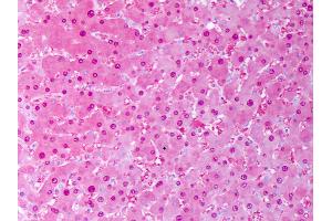 Anti-SOD1 antibody IHC of human liver, hephatocytes. (SOD1 antibody  (Biotin))