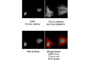 Immunofluorescence Microscopy of Goat anti-RING1B antibody. (RNF2 antibody  (AA 180-205))