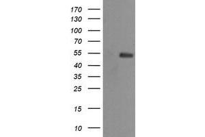 Image no. 2 for anti-Mdm4-binding Protein (MDM4) antibody (ABIN1499358) (MDM4-binding Protein antibody)