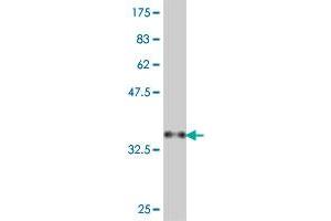 Western Blot detection against Immunogen (38. (PAX2A antibody  (AA 194-303))