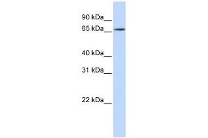 HNRNPR antibody used at 1 ug/ml to detect target protein. (HNRNPR antibody  (N-Term))