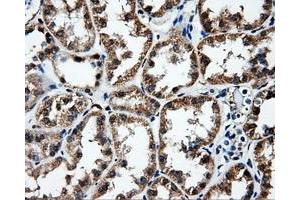 Immunohistochemical staining of paraffin-embedded Kidney tissue using anti-FAHD2A mouse monoclonal antibody.