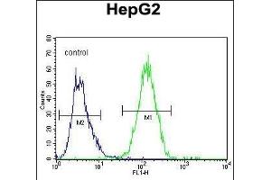GFER Antibody (C-term) (ABIN655619 and ABIN2845099) flow cytometric analysis of HepG2 cells (right histogram) compared to a negative control cell (left histogram).