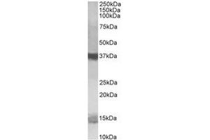 Antibody (1µg/ml) staining of K562 lysate (35µg protein in RIPA buffer). (PFDN1 antibody  (C-Term))