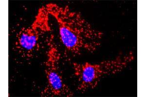 Proximity Ligation Analysis of protein-protein interactions between TRAF2 and ACTG1. (TRAF2 antibody  (AA 1-501))