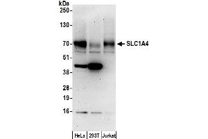 anti-Solute Carrier Family 1 (Glutamate/Neutral Amino Acid Transporter), Member 4 (SLC1A4) (AA 482-532) antibody