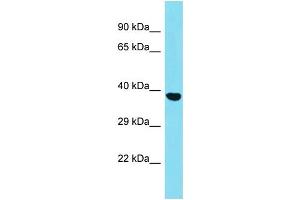 Host: Rabbit Target Name: SGCZ Sample Type: HepG2 Whole Cell lysates Antibody Dilution: 1. (SGCZ antibody  (C-Term))