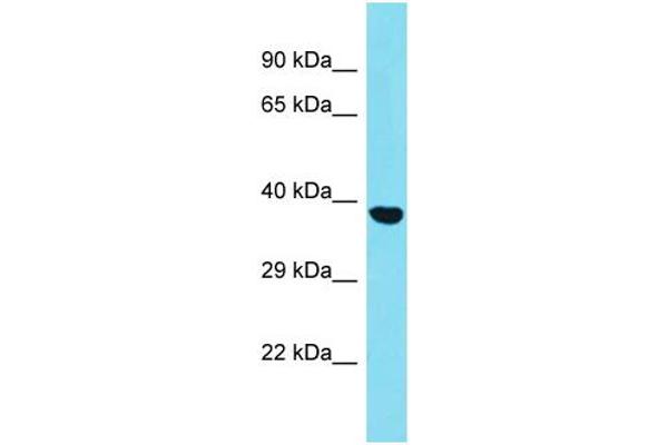 SGCZ antibody  (C-Term)