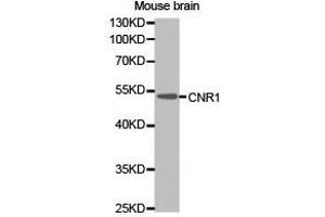 Western Blotting (WB) image for anti-Cannabinoid Receptor 1 (CNR1) antibody (ABIN1871938)