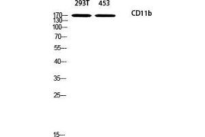 Western Blot (WB) analysis of 293T 453 using CD11b antibody.