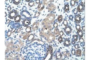 Image no. 1 for anti-GNAS Complex Locus (GNAS) (AA 51-100) antibody (ABIN203445) (GNAS antibody  (AA 51-100))