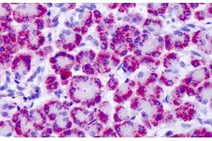 Anti-MGLUR4 antibody IHC staining of human pancreas. (Metabotropic Glutamate Receptor 4 antibody  (C-Term))
