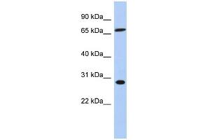 WB Suggested Anti-SFRS7 Antibody Titration: 0. (SFRS7 antibody  (Middle Region))