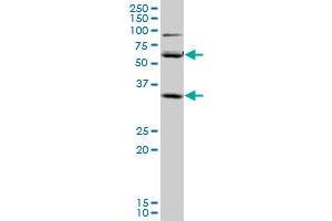 SLC36A2 Antikörper  (AA 1-71)