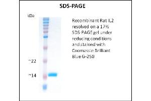 SDS-PAGE (SDS) image for Interleukin 2 (IL2) (Active) protein (ABIN5509807)