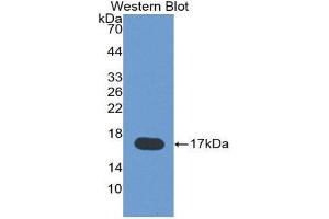 Western Blotting (WB) image for anti-Leptin (LEP) (AA 22-167) antibody (ABIN2117865) (Leptin antibody  (AA 22-167))