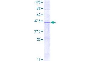SDHD Protein (AA 1-159) (GST tag)