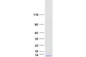 GNG10 Protein (Myc-DYKDDDDK Tag)