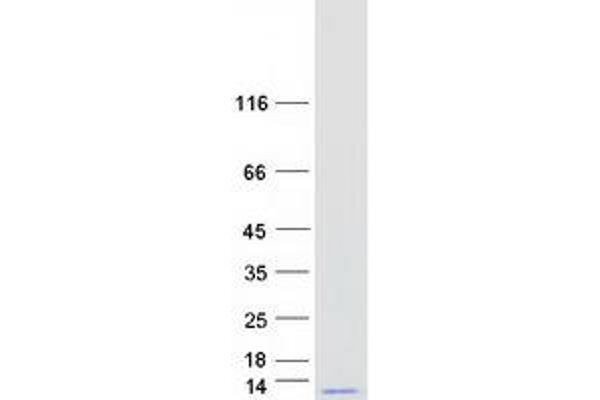 GNG10 Protein (Myc-DYKDDDDK Tag)