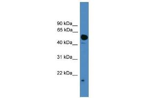 UBL4A antibody used at 0.