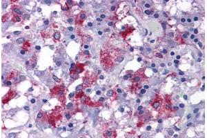 Human Adrenal: Formalin-Fixed, Paraffin-Embedded (FFPE) (EFCAB4B antibody  (C-Term))