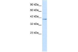 WB Suggested Anti-NUCB2 Antibody Titration:  2.