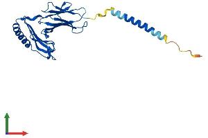 AlphaFold protein structure predicition of Mouse Recombinant H2-Aa Protein, UniprotID P14435