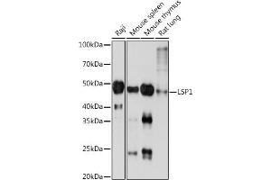 Western blot analysis of extracts of various cell lines, using LSP1 Rabbit mAb (ABIN7268319) at 1:1000 dilution. (LSP1 antibody)