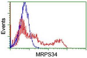 Image no. 1 for anti-Mitochondrial Ribosomal Protein S34 (MRPS34) antibody (ABIN1499563) (MRPS34 antibody)