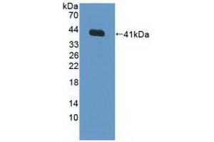 Western blot analysis of recombinant Human FNTa. (FNTA antibody  (AA 51-366))