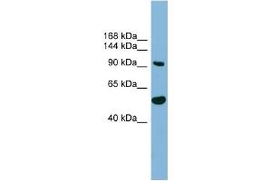 WB Suggested Anti-MAP7D1 Antibody Titration: 0. (MAP7D1 antibody  (N-Term))