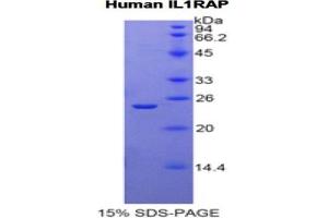 SDS-PAGE (SDS) image for Interleukin 1 Receptor Accessory Protein (IL1RAP) ELISA Kit (ABIN6730975)