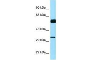 Image no. 1 for anti-Cell Division Cycle 20B (CDC20B) (AA 139-188) antibody (ABIN6748239) (CDC20B antibody  (AA 139-188))