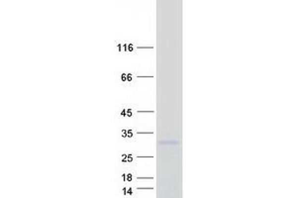 TSPAN13 Protein (Myc-DYKDDDDK Tag)