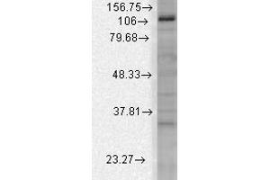 mSlo3 Western Blot. (KCNU1 antibody)
