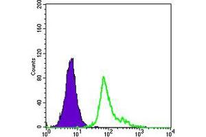 Flow cytometric analysis of HepG2 cells using CD105 mouse mAb (green) and negative control (purple). (Endoglin antibody)