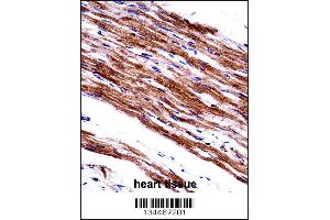 MYL9 Antibody immunohistochemistry analysis in formalin fixed and paraffin embedded human heart tissue followed by peroxidase conjugation of the secondary antibody and DAB staining.
